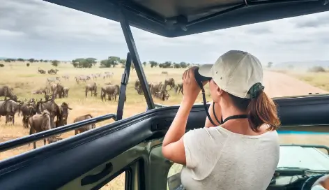 A female tourist in a Safari vehicle looking through a pair of binoculars at a herd of wildebeest grazing on an African plain. 