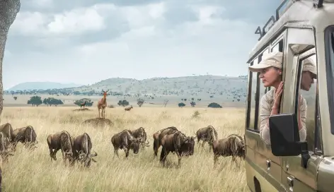 Female tourist dressed in khaki leaning out of a Safari vehicle looking over an African plain with a grazing herd of wildebeest and a giraffe. 